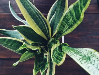 High angle view of potted plant on table