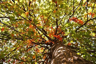 Low angle view of trees