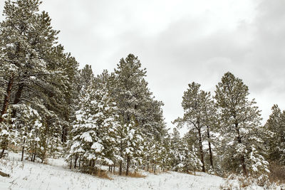 Trees on snow covered field against sky