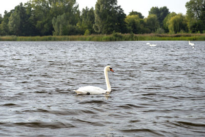 Swan floating on the lake on a cloudy summer day, reeds and plants in the background.