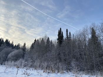 Snow covered land and trees against sky