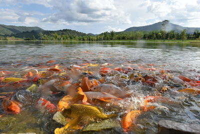 View of fish swimming in lake