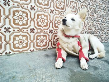 View of dog sitting on floor