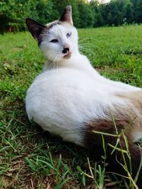 Portrait of white dog on field