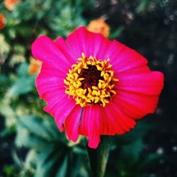 Close-up of red flower