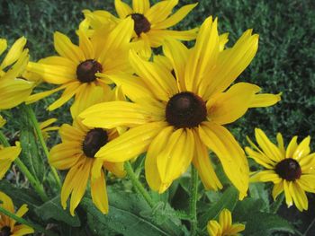 Close-up of black-eyed yellow flowers blooming outdoors