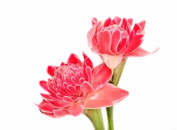 Close-up of pink rose against white background