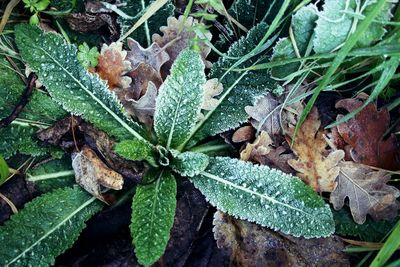 Close-up of plant