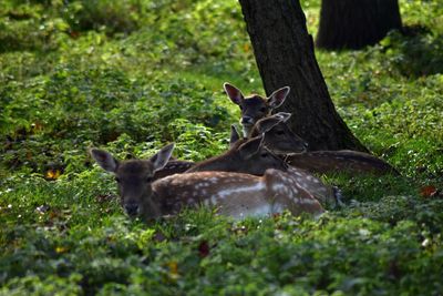 Deer on tree in forest