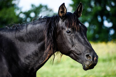 Close-up of a horse on field