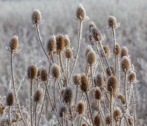 frost
