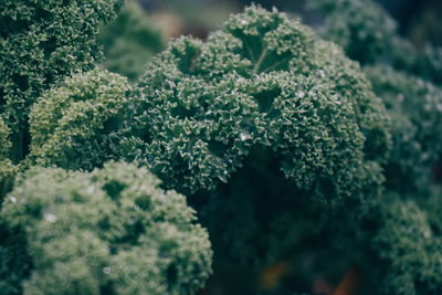 Close-up of vegetables