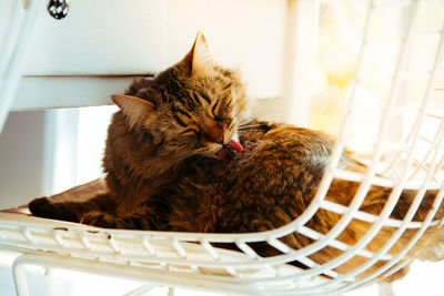 Cat sitting on chair at home