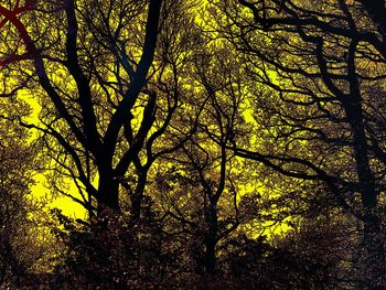 Low angle view of tree against sky