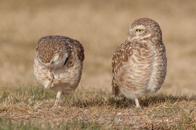 Close-up of birds on land