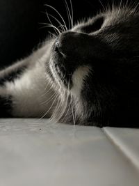 animal