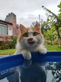 Portrait of cat drinking water