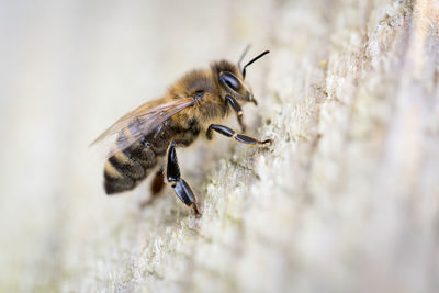 Close-up of bee on flower