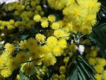 Close-up of yellow flowering plant
