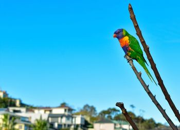 Low angle view of parrot perching on branch against sky