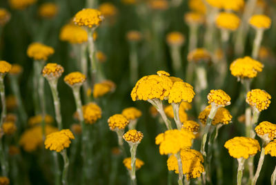 Close-up of yellow flowering plants on field