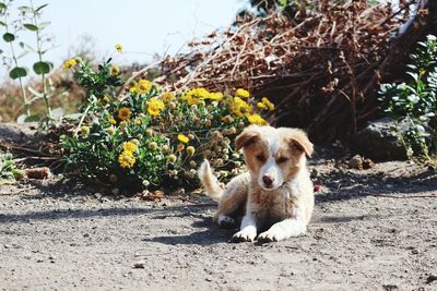 Portrait of dog sitting on field