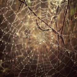 Close-up of water drops on spider web