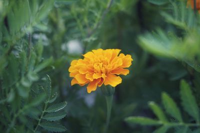 Close-up of yellow flowering plant