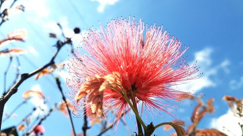 Low angle view of flower blooming against sky