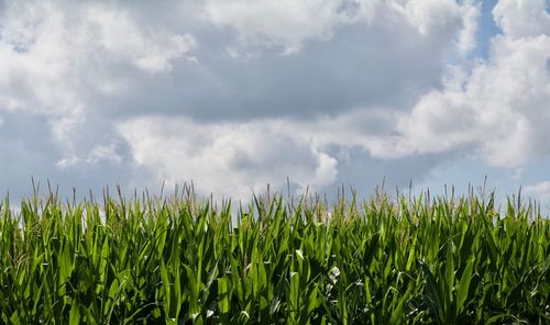 Wheat growing on field against sky