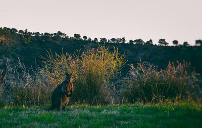 Side view of an animal on field