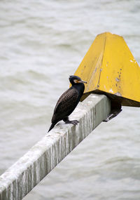 Close-up of bird perching on lake