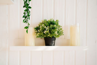 Potted plants on table against wall