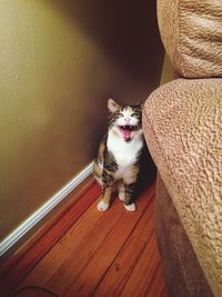 Angry cat with mouth open