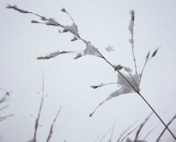branch