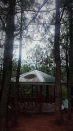 Trees in forest against sky