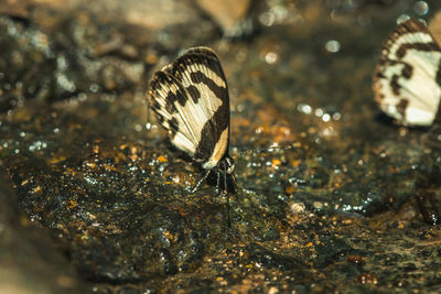 Close-up of butterfly on ground