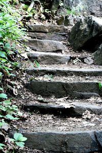 Plants growing on rocks