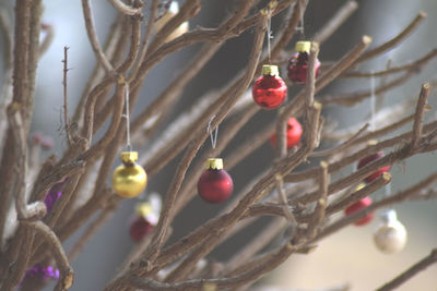 Close-up of christmas tree