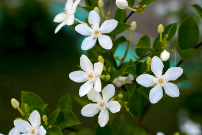 Close-up of white cherry blossoms