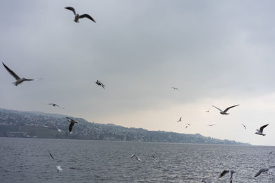 Seagulls flying over sea against sky