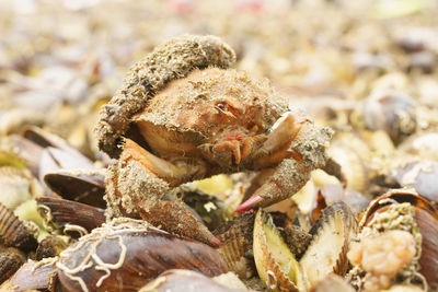 Close-up of crab on land