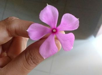 Close-up of hand holding purple flowering plant