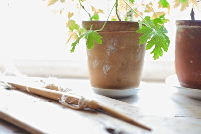 Close-up of potted plant on table