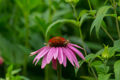 Bees pollinating on eastern purple coneflower at park