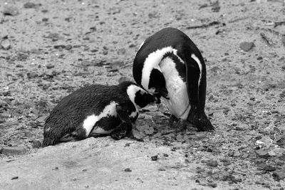 High angle view of penguins on field