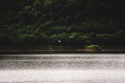 Bird flying over a forest