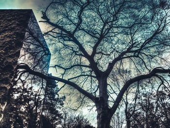 Low angle view of bare tree against sky