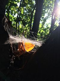 Close-up of spider web on plant in forest