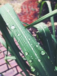 Close-up of raindrops on leaves